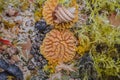 Beautiful light shells from a sea bottom under glass on a monophonic background.