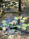 Pink Waterlilies and Green Lily Pads in Pond Water