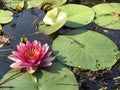 Pink Waterlilies and Green Lily Pads in Pond Water