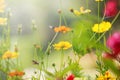 Beautiful light with yellow cosmos flowers field with shallow depth of field use as natural background, backdrop