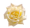 Beautiful light yellow rose in a garden Royalty Free Stock Photo