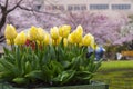 beautiful light yellow and white pastel color tulips blooming an Royalty Free Stock Photo