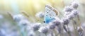 Beautiful_lightblue_butterfly_on_blade_of_grass_on_1690445259824_4 Royalty Free Stock Photo