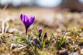 Beautiful lightful shiny spring breeze flower plants growing crocus