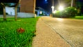 Beautiful lights illuminate the cream-colored park walkway at night. Royalty Free Stock Photo