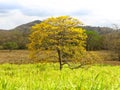 Beautiful lignum vitae tree flowering in the countryside of Panama