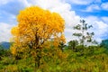 Beautiful lignum vitae tree flowering in the countryside of Panama