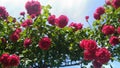 Rose bush Royalty Free Stock Photo