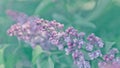 Beautiful lilac background. Pastel purple colors. Spring season in nature Royalty Free Stock Photo