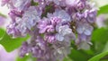 Beautiful lilac blooming natural background