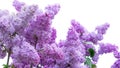 Calm lilac branch on warm spring day. Beautiful lilac blooming in bright sunlight. Tranquil view of charming violet