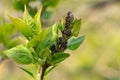 Beautiful lilac border on blurred background. lilac bud at spring