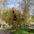 A sprig of lilac with a brown tassel of dried open seed pods