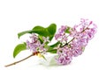 Beautiful Lilac branch isolated on white a background Royalty Free Stock Photo