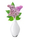 Beautiful Lilac branch in vase isolated on white Royalty Free Stock Photo