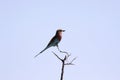 Beautiful Lilac-breasted Roller, Coracias caudata, Namibia Royalty Free Stock Photo