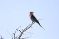 Beautiful Lilac-breasted Roller, Coracias caudata, Namibia Royalty Free Stock Photo