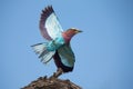 Beautiful lilac breasted roller take off from a perch to hunt in Royalty Free Stock Photo