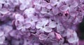 Beautiful lilac bush