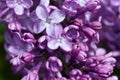 Beautiful lilac bush