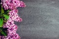 Beautiful lilac on chalkboard background Royalty Free Stock Photo