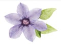 Beautiful lilac clematis pressed herbarium isolated on a white