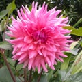 Beautiful lilac dahlia flower in the garden. Dahlia with its green leaves and branches n the garden.