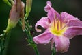 Beautiful lilac daylily in water drops after rain Royalty Free Stock Photo