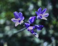 Arizona Scorpion Flower Plant