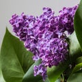 Beautiful lilac detail with green leaves on the background