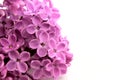 Beautiful Lilac Flower Royalty Free Stock Photo