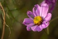 Beautiful lilac flower backlit by the autumn sun Royalty Free Stock Photo