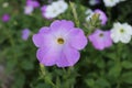 A beautiful lilac flower bloomed in the field. Royalty Free Stock Photo