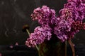 Beautiful lilac flower bouquet in metal watering can, pot Royalty Free Stock Photo