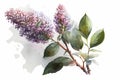 Beautiful lilac flower branch. Syringa vulgaris flowers in bloom. Watercolor illustration. Generative Ai. Royalty Free Stock Photo