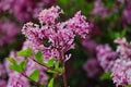 Beautiful lilac flower in the garden in Czech Republic Royalty Free Stock Photo