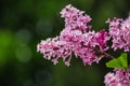 Beautiful lilac flower in the garden in Czechia Royalty Free Stock Photo