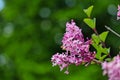 Beautiful lilac flower in the garden near Prague Royalty Free Stock Photo