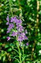 Beautiful lilac flower in green grass,  beautiful background Royalty Free Stock Photo