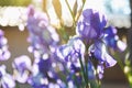 Beautiful lilac flower iris closeup Royalty Free Stock Photo