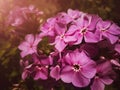 Beautiful lilac flower phlox close-up on a flower bed. Royalty Free Stock Photo