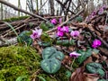 Beautiful lilac flowers of alpine violets on a sunny day. Royalty Free Stock Photo