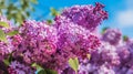 Beautiful lilac flowers on a background of blue sky. Spring landscape. Generative AI Royalty Free Stock Photo