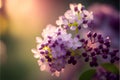 Beautiful lilac flowers on a background of the setting sun.