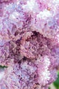 Beautiful lilac flowers background. Spring blossom.