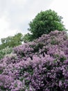 Beautiful lilac flowers