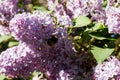 Beautiful lilac flowers with bumblebee blooming in the garden