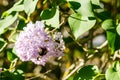 Beautiful lilac flowers with bumblebee blooming in the garden