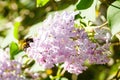 Beautiful lilac flowers with bumblebee blooming in the garden