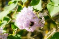 Beautiful lilac flowers with bumblebee blooming in the garden